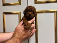 Kilo ve ırk garantili poodle bebeklerimiz