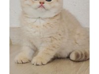 british shorthair erkek cy24