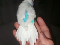 Eke bir dişi muhabbet kuşu