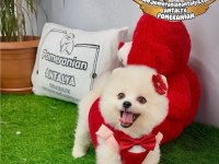 Antalyada ırk ve sağlık garantili pomeranian boo