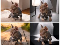 NEW SHADE İSABELLA AND TAN DİŞİ FRENCH BULLDOG YAVRUMUZ