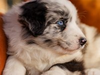 Border Collie Yavrular