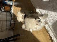 Yavru 1 aylık pomeranian
