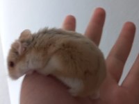 Çift hamster