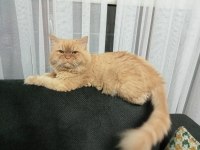 Erkek chinchilla kedime eş arıyorum