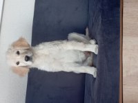 Golden Retriever Racky