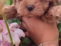 Maltipoo Dizayn Güzellikler