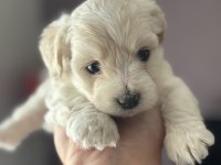 Harika kalite Maltipoo bebekler