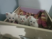 Tatlı Ankara Kedilerim