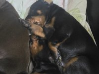 İzmirden Safkan FCI Belgeli Doberman Yavruları