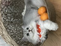 British longhair kedime eş arıyorum