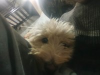 Yer Sıkıntısından Dolayı Satılık Maltipoo