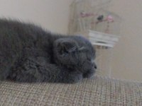 2 aylık sağlıklı hareketli scottish fold