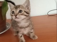 Kedilerimize aile olur musun?