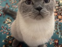 Bir Buçuk Yaşında British Blue Point