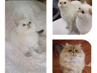 Üst Kalite Veteriner Kontrollü Anne Altından British Yavru