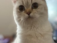 Silver British Shorthair