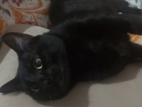 ACİL! Siyah Bir Pumaya (Kedi) arkadaş olur musunuz?