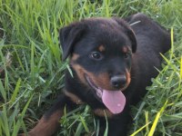 Rottweiler Yavrularımız