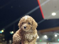 Kocaelinin en güzel toy poodle yavruları