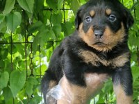 Big rottweiler yavrular
