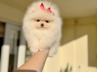 MİNİ BOY TEACUP DİŞİ POMERANİAN BOO