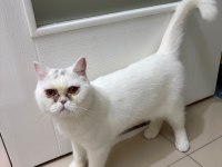 8 Aylık Sağlıklı Erkek Kedimiz