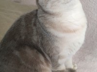 Safkan British Shorthair