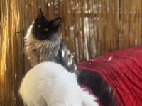 Gri yele maine coon isteyenler