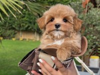 Eğitim Merkezinden Maltipoo Bebeklerimiz