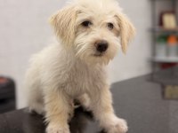 3 Aylık Tuvalet Eğitimli Yavru Oyuncu Maltipoo