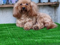 3 yaşında tecrübeli erkek toy poodle