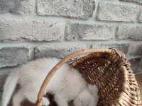 Scottish fold 2 aylık