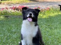 A kalite yavru köpekler