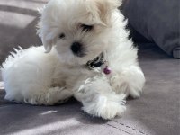 SAFKAN IRK MALTESE