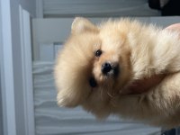 TEACUP POMERANİAN BOO 2.5 AYLIK