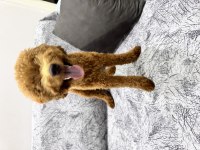 Toy poodle 8,5 aylık