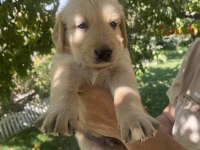 Safkan golden retriever yavrularımız