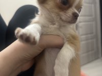 Orijinal chihuahua