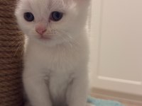 Çikolata point ve beyaz british shorthair