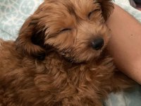 2.5 aylık maltipoo dişi yavrumuz