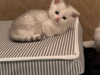 2 Aylık British Shorthair Yavrular