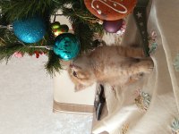 Yakışıklı british shorthair oğlumuza yuva arıyoruz