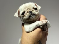 Egzotik beyaz pug mops erkek bebek