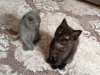 Exotic shorthair yavru
