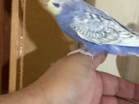 30 GÜNLÜK KUSURSUZ BEBEK MUHABBET KUŞU