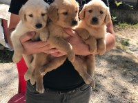 Baby face golden retriever yavruları