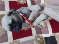 60 günlük pug yavrular