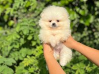 Pomeranian Boo Yavrular