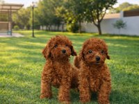 Müthiş Rakamlara Gerçek Toy Poodle Yavrular